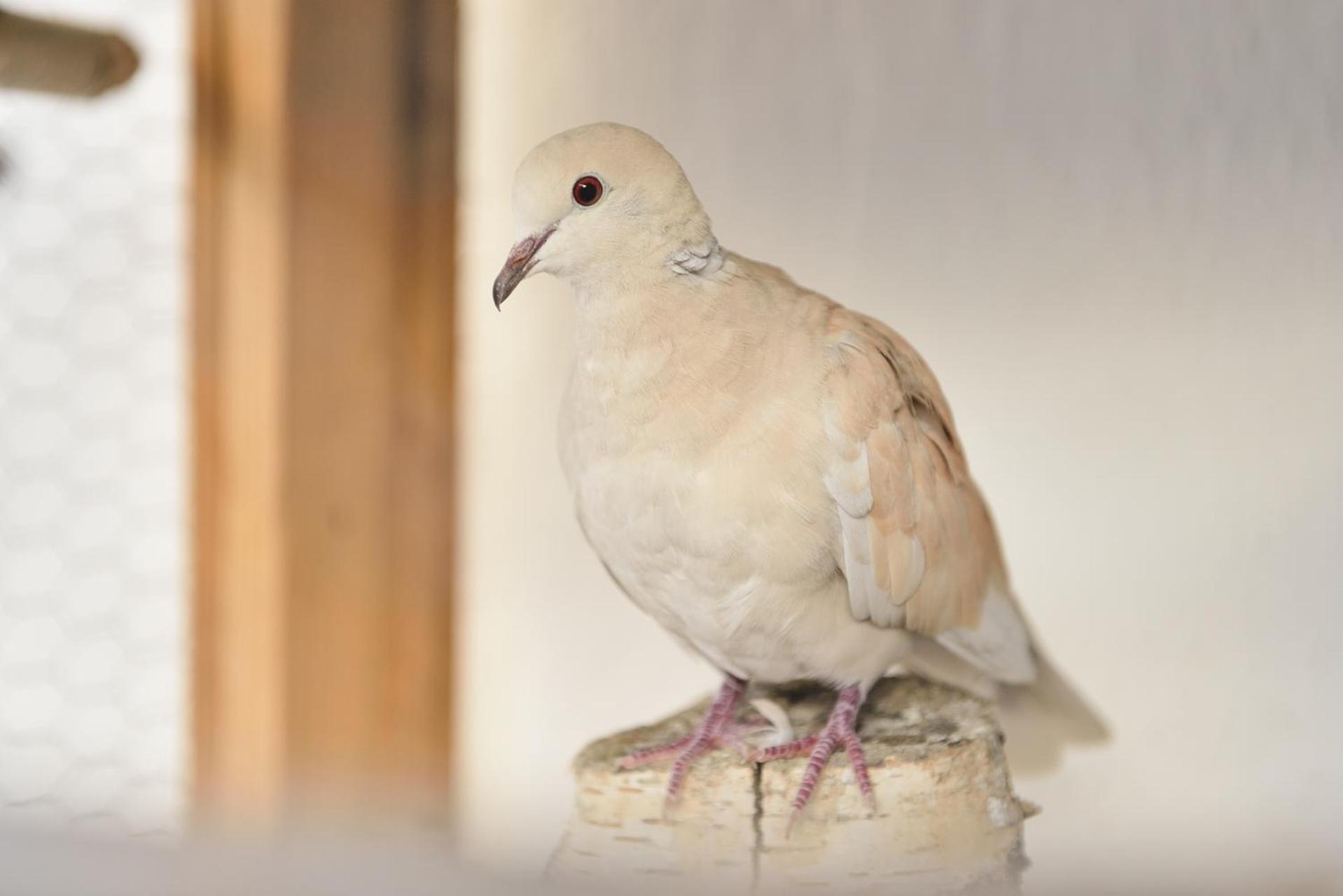 Penzion Mala Farma Nemojany Dış mekan fotoğraf